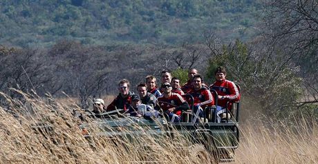 Lions on the prowl