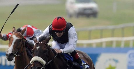 Profound Beauty: Massive chance if the ground is right