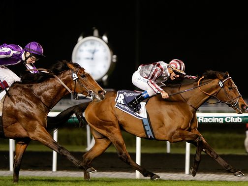 Cirrus Des Aigles: Won't run in Ireland but clash with Frankel at Ascot is in on