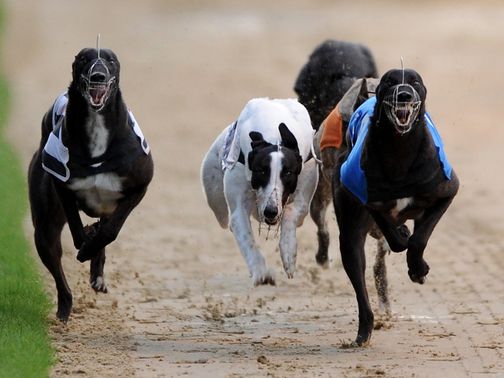 Greyhound Derby Round 6 Greyhounds-generic-pa4_2789739