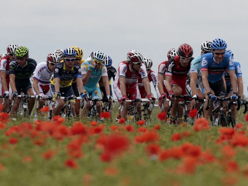 The poppies were in bloom