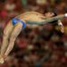 Favourite for the Gold medal, and Daley's biggest rival, Bo Qiu dived impeccably and qualified for the Final with the highest overall score