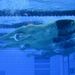 Now officially the greatest ever Olympian, Michael Phelps was back in the pool and in search of his 20th medal in the 200m Individual Medley