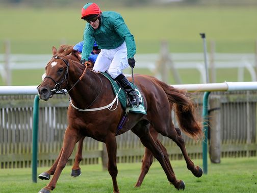 Steeler: Racing Post tilt