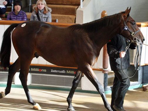 The Myboycharlie half-brother to Blaine (tattersalls.com)