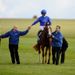 He's 4-1 for the Guineas at Sky Bet