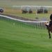 For once Tom Queally gets a distant view of his regular partner.
