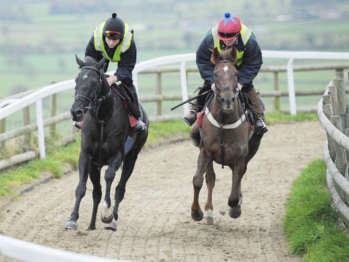 Sanctuaire (left): Works at Paul Nicholls' yard on Wednesday