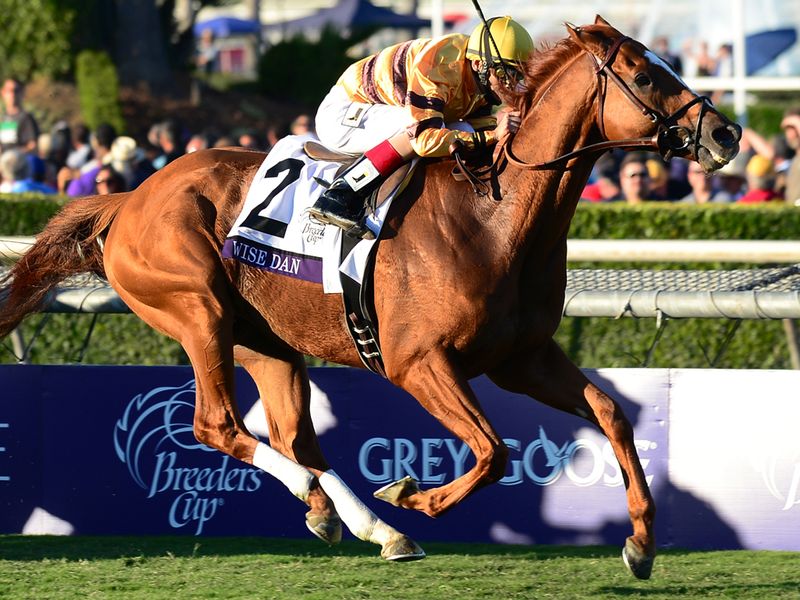 Wise Dan in full flow