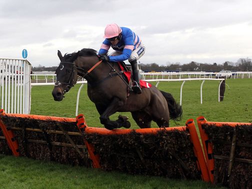 Irish Saint: Represents Paul Nicholls in the Adonis
