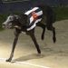 Blonde Snapper won the Greyhound Derby