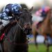 He leaves connections pondering what race to head to at the Cheltenham Festival