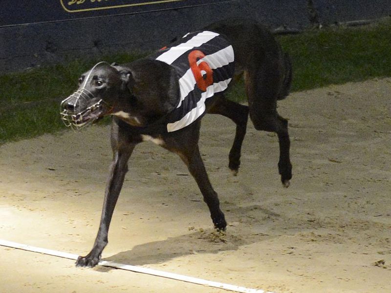 Blonde Snapper won the Greyhound Derby