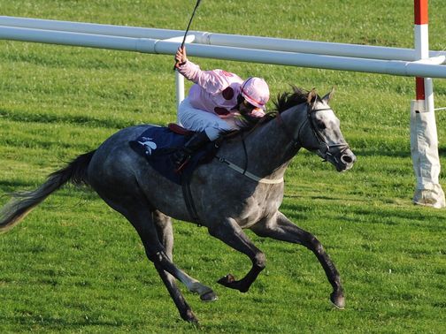 Strictly Silver: Bouncing according to trainer