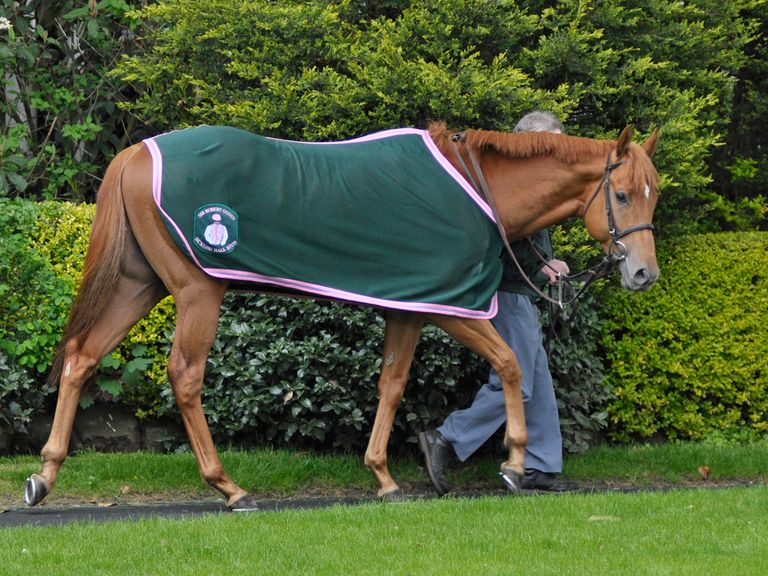 Baccarat: Leading hope in Great St Wilfrid (Sal Smithson: www.richardfahey.com)