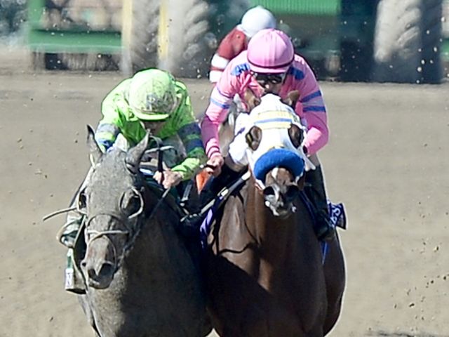 She's A Tiger bumps Ria Antonia - and it costs her the race in the stewards' room