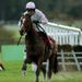 Faugheen among Neptune hopes