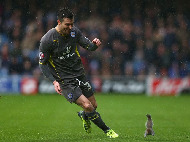 David Nugent chases a squirrel off the pitch at Loftus Road