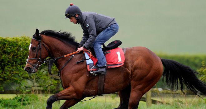 Toronado: Presently pleasing trainer with is work on the gallops