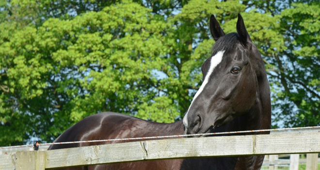 Innocent Touch mulls over his prospects of victory this weekend (Sal Smithson)