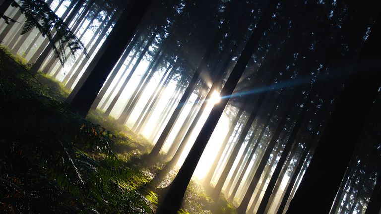 Will Hussey via Email: The Spa Forest