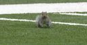 WATCH: Squirrel pitch invader