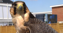 WATCH: Jet the Falcon at The Open