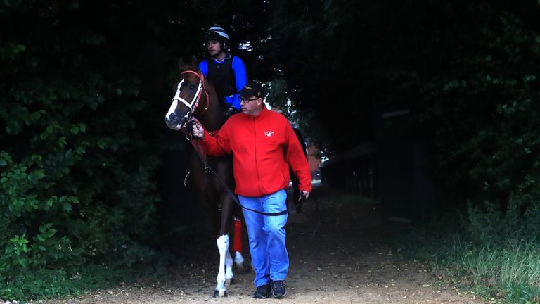 Bucchero is walked out to the gallops by trainer Tim Glyshaw