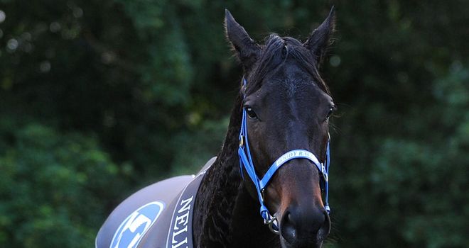 Black Caviar: A red-hot favourite for the Diamond Jubilee