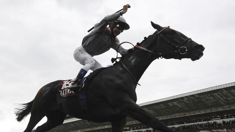 Treve: Joint-champion racehorse of 2013