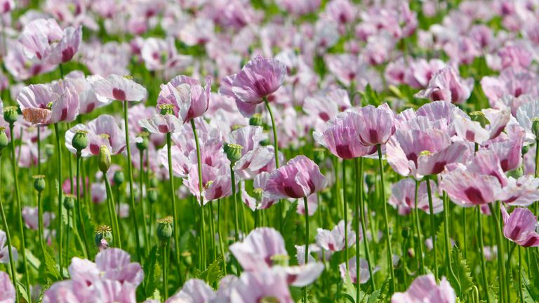 Poppies are grown for medicinal purposes to produce poppy-based drugs, such as morphine