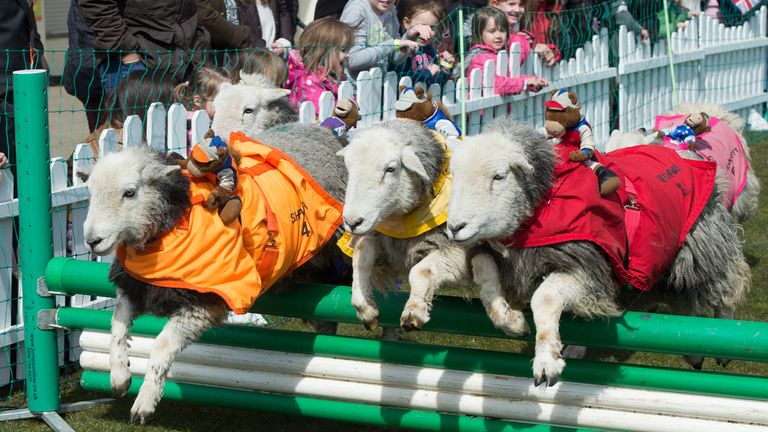 Lambs take part in the Lamb National during the Countryside Raceday