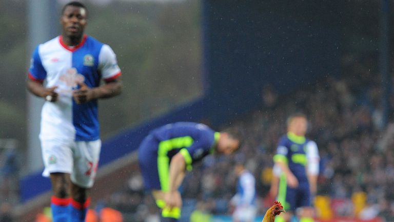 A Chicken is put on the pitch by Blackburn fans in protest of the Venkey's ownership of the club