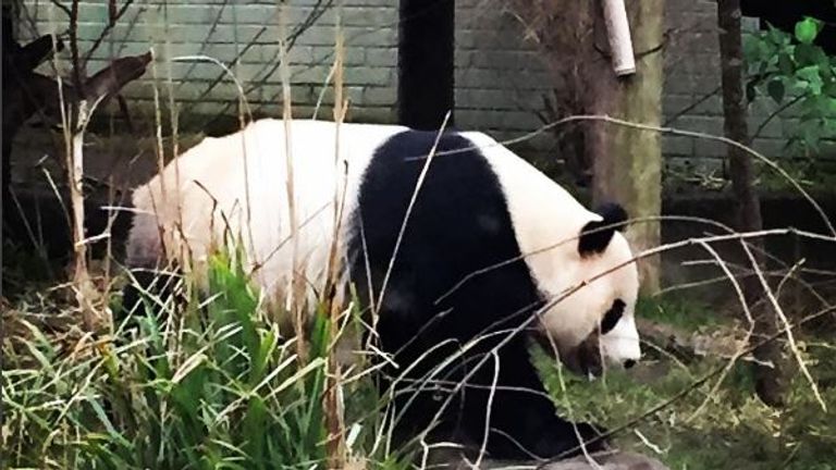 A panda bear was the star attraction for Jessica at Edinburgh zoo