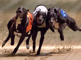 Greyhounds in action