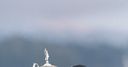 Tiger's record Pebble win remembered