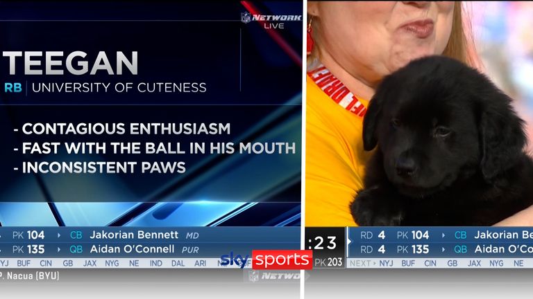 Watch the adorable moment rescue puppies joined the NFL Draft broadcast, and even got their own scout report!