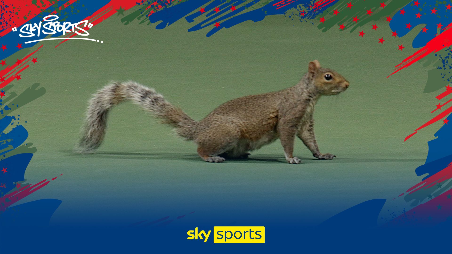 Squirrel stops play at US Open | 'Does he have a ticket?!'