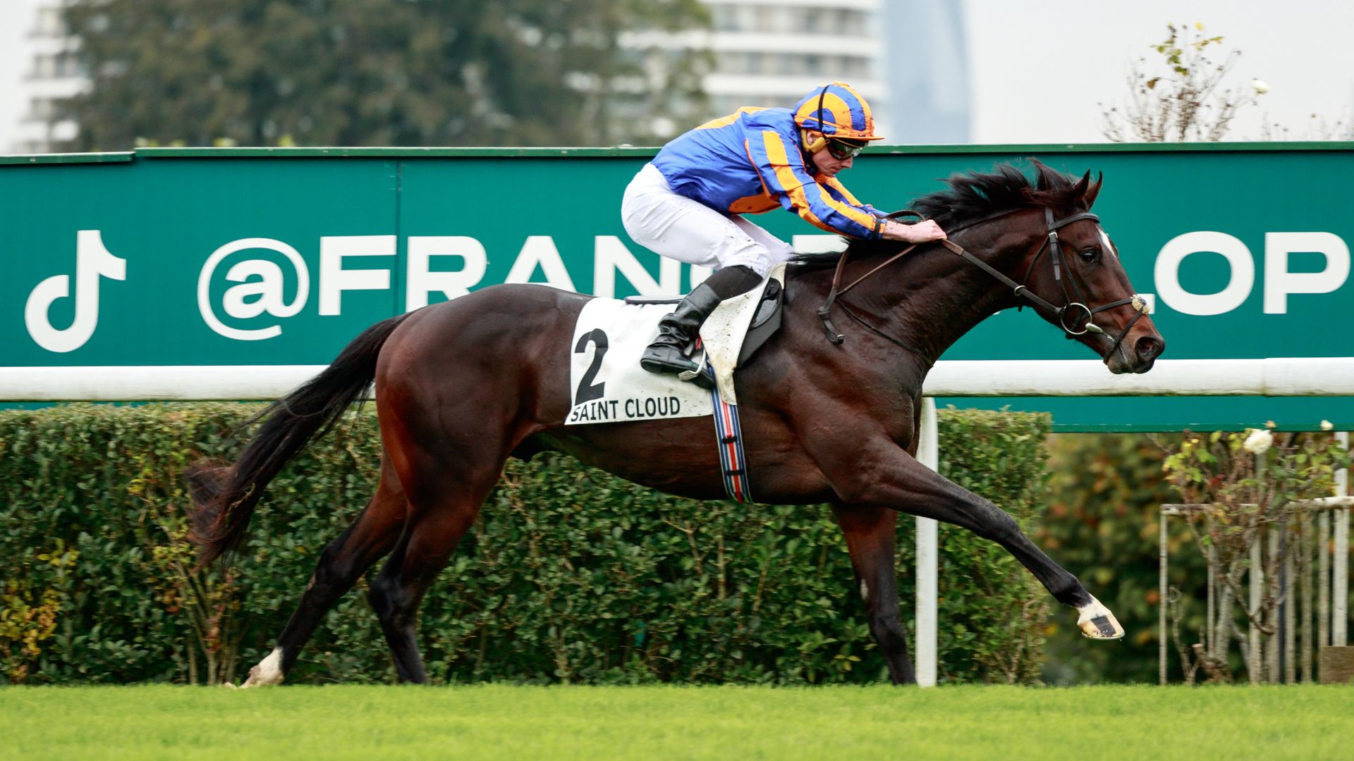 Twain set to miss Royal Ascot; Dreamy ruled out until Autumn