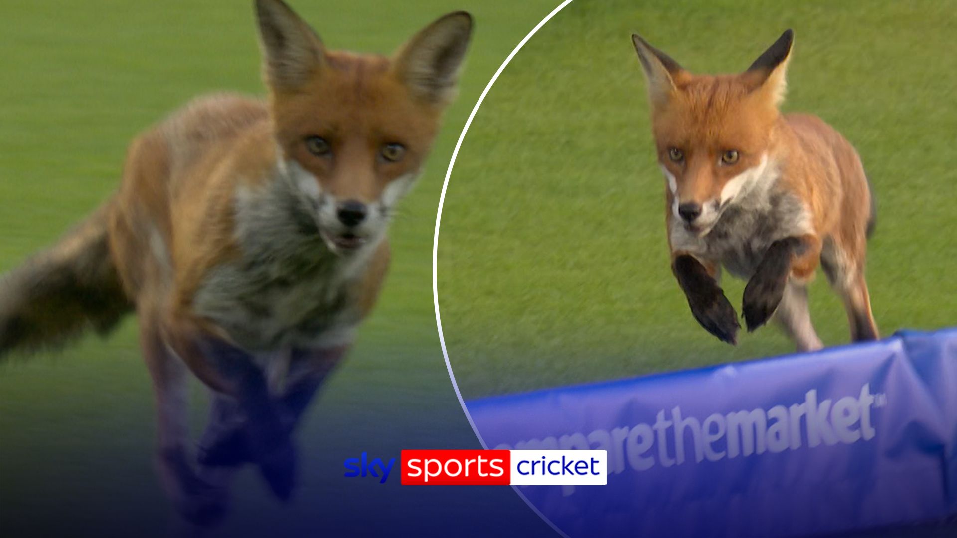 Fox stops play at Lord's! | 'This is a first at the Home of Cricket!'
